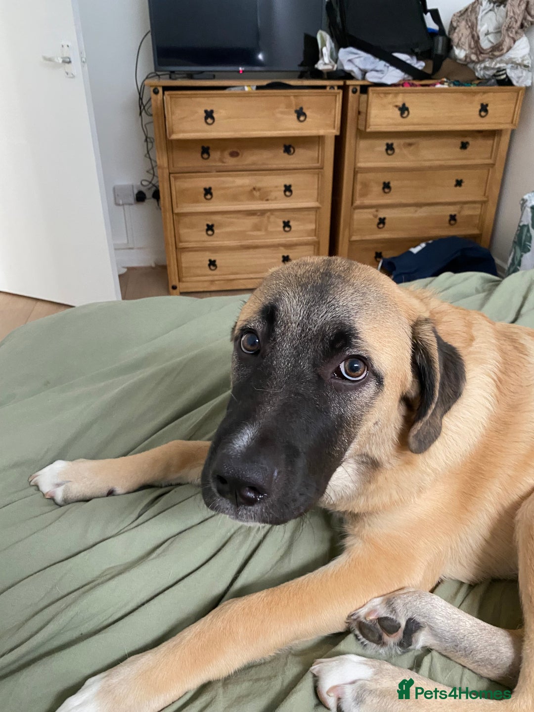 Mixed Breed dogs for sale: Billy - Image 4