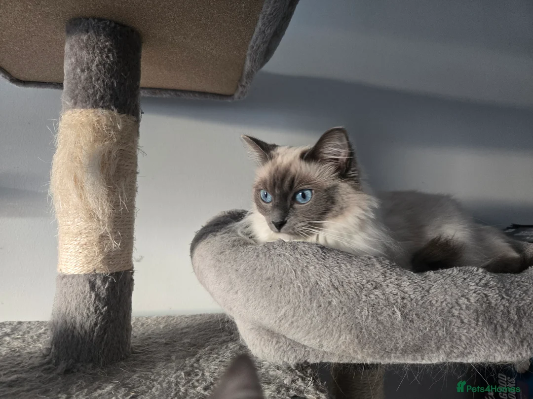 Ragdoll cats for sale: Mitted Pedigree Ragdoll Queen - Advert 6