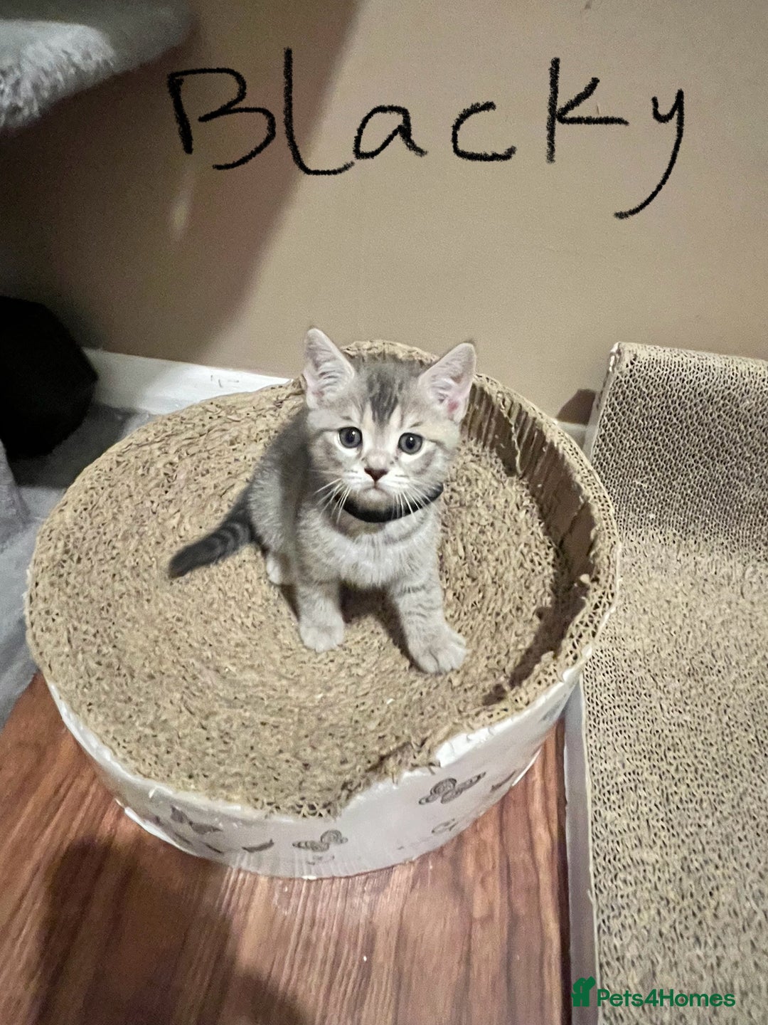 British Shorthair cats for sale: 3 beautiful British shorthair kittens available - Image 28