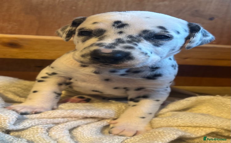 Dalmatian dogs Dalmatians BOYS and GIRLS - Advert 3