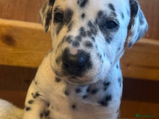 Dalmatian dogs Dalmatians BOYS and GIRLS - Advert 5