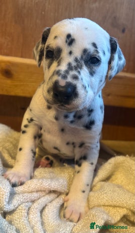 Dalmatian dogs Dalmatians BOYS and GIRLS - Advert 4