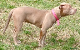 American Bully dogs for sale: American Bully 4 Months Old A Sweetheart  in Stonehouse - Image 11
