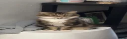 Mixed Breed cats for sale: Kittens  - Advert 1