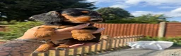 Doxiepoo dogs for sale: 3 left🥰!!!! Beautifully bread Doxiepoos  - Advert 2
