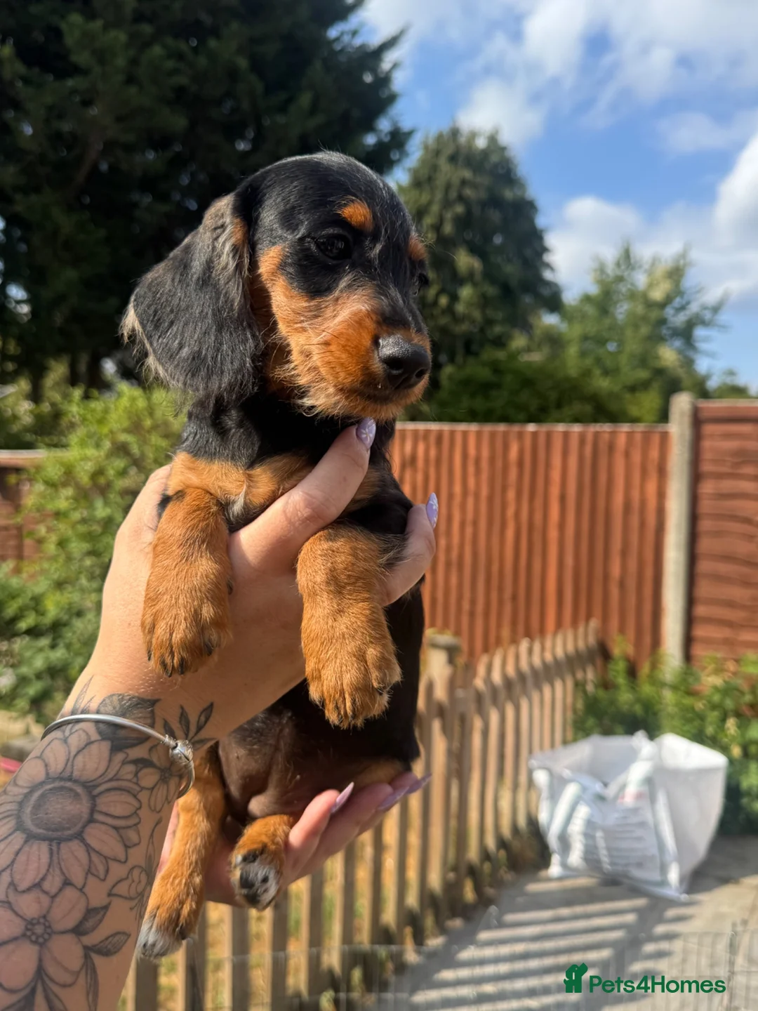 Doxiepoo dogs for sale: 3 left🥰!!!! Beautifully bread Doxiepoos  - Advert 2