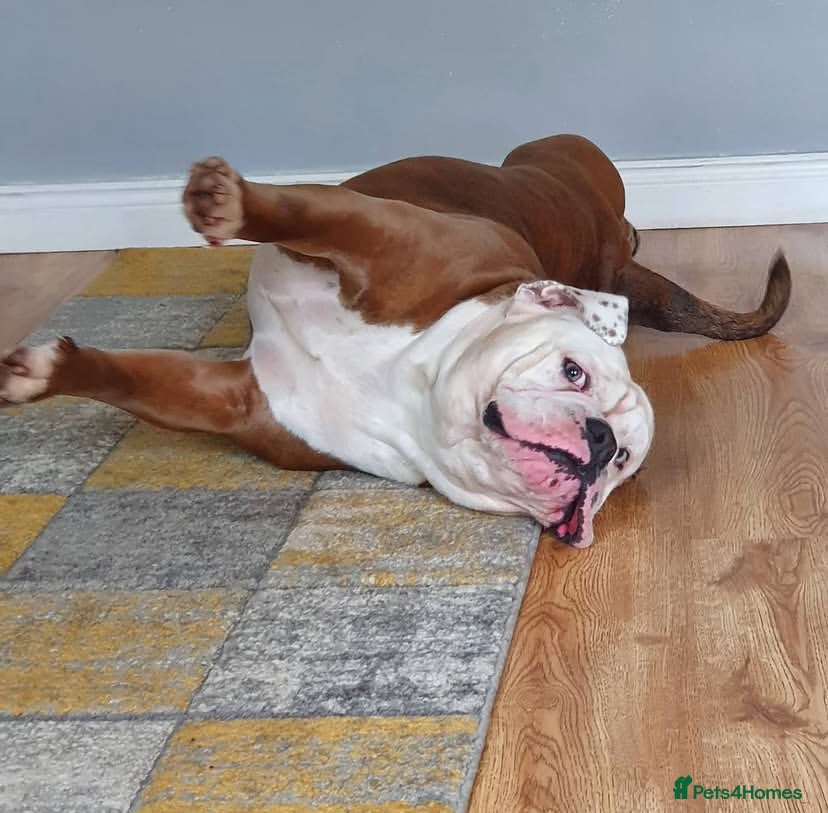 Olde English Bulldogge dogs Olde English bulldogge stud  - Advert 3