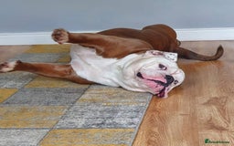 Olde English Bulldogge dogs for stud: Olde English bulldogge stud  - Image 6