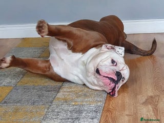 Olde English Bulldogge dogs Olde English bulldogge stud - Advert 11