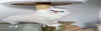 Ragdoll 3