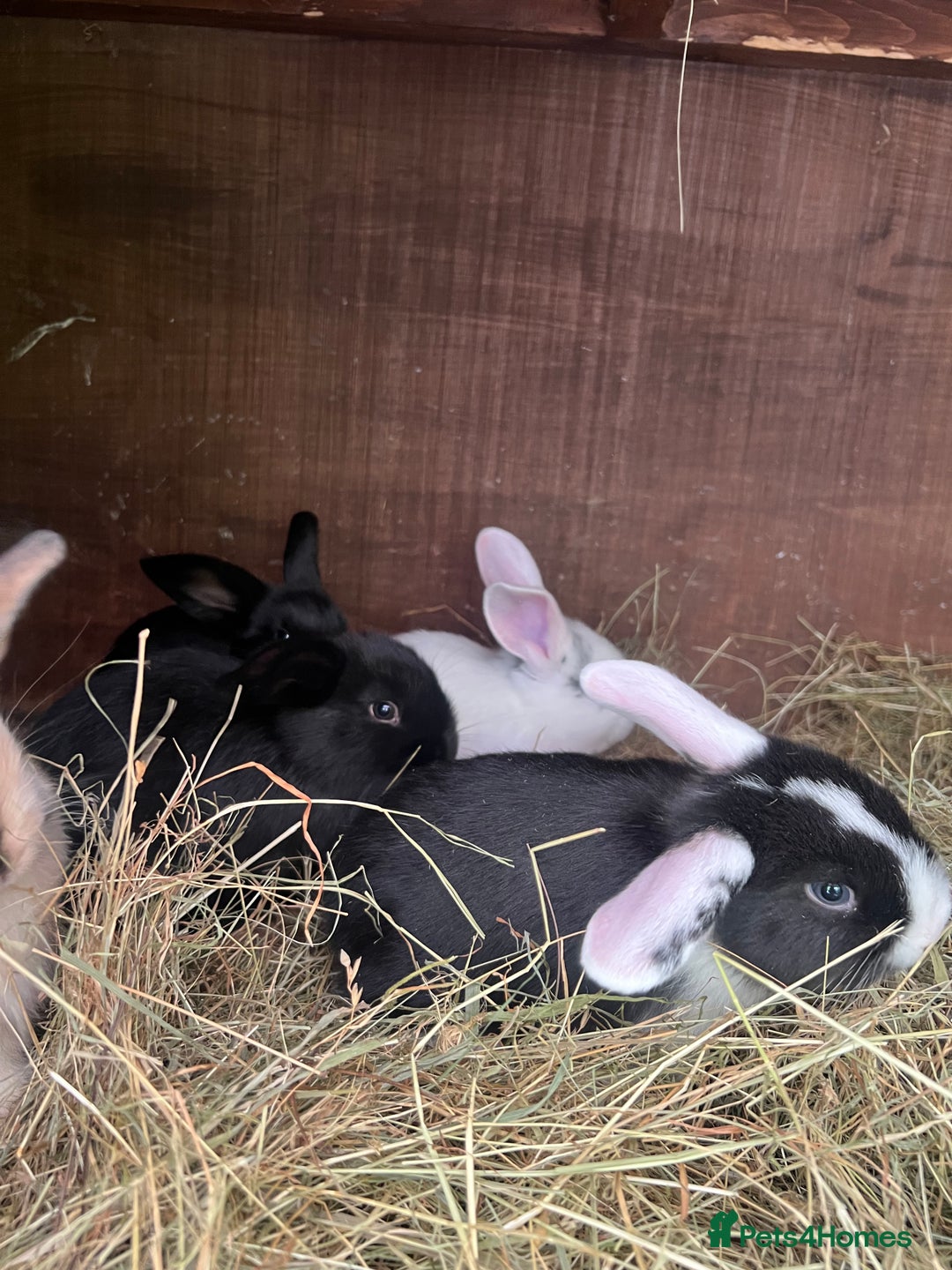 Mixed Breed rabbits for sale: Baby bunnies - Image 5