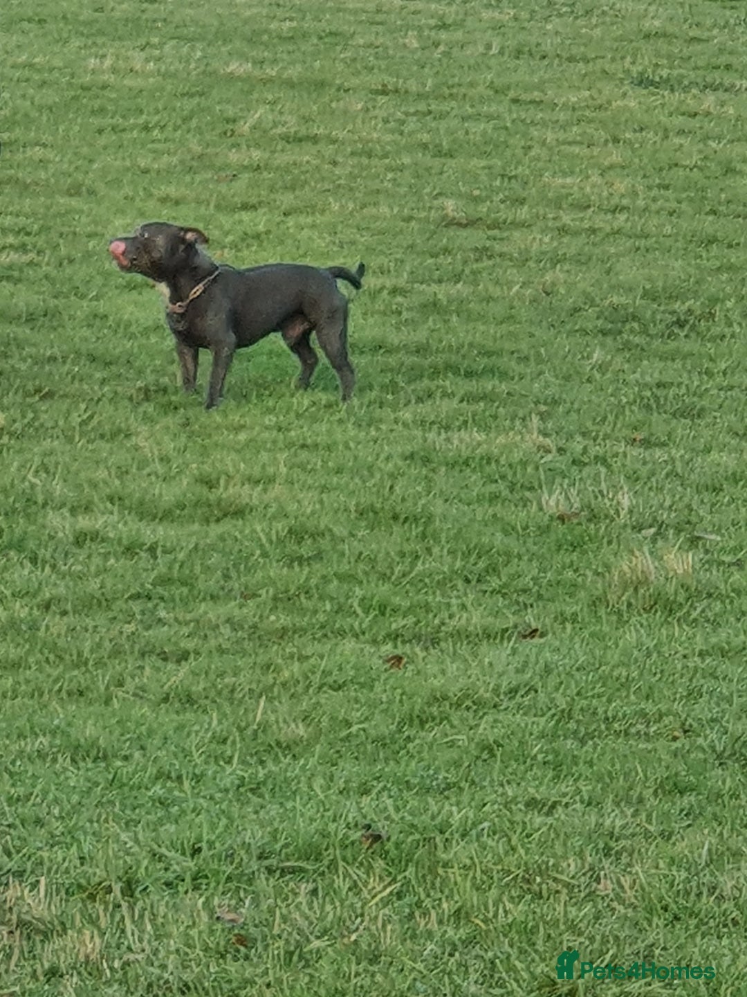 Staffordshire Bull Terrier dogs for stud: Stud for breeding in Ilkeston - Advert 12