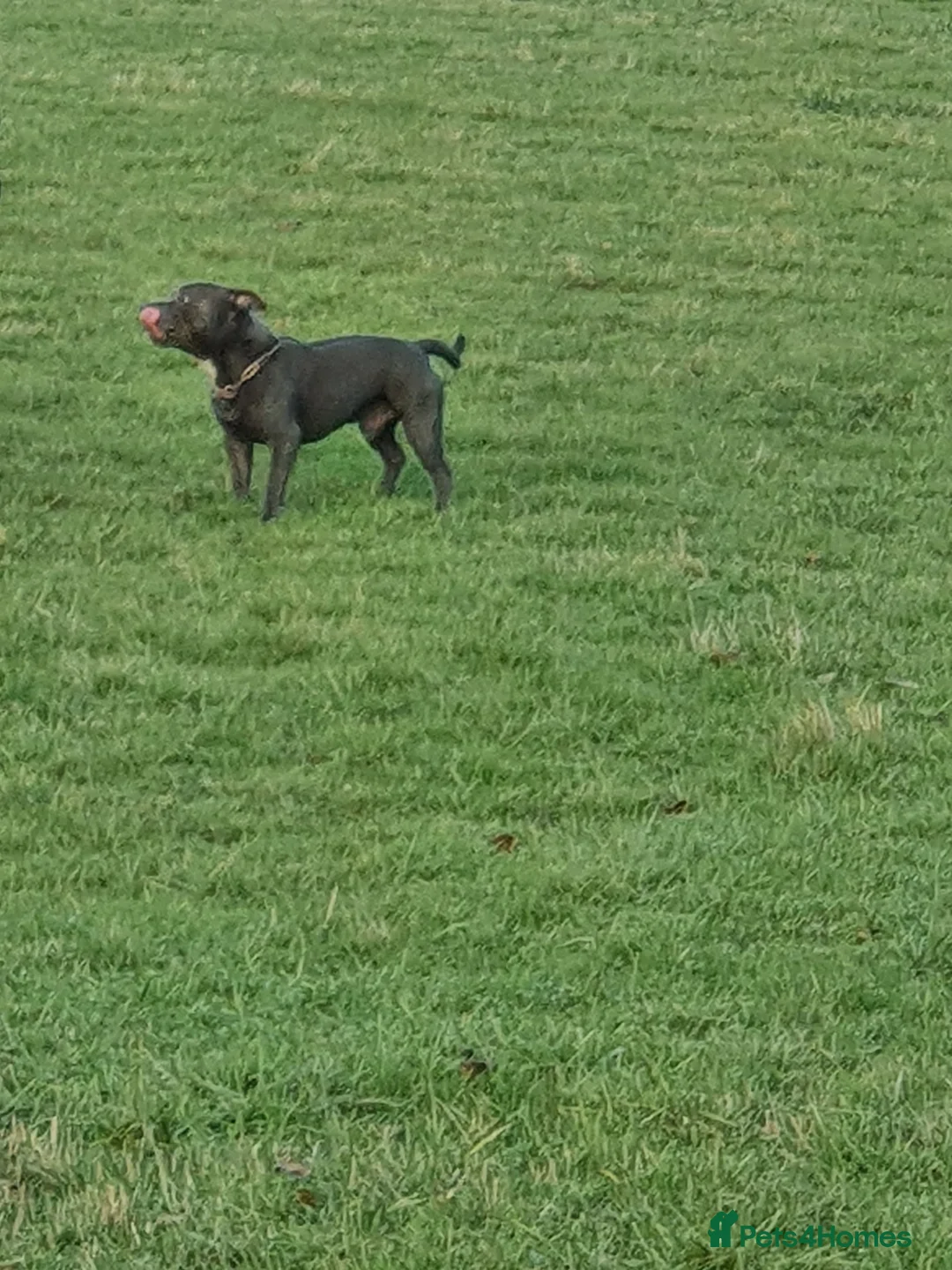 Staffordshire Bull Terrier dogs for stud: Stud for breeding in Ilkeston - Advert 12