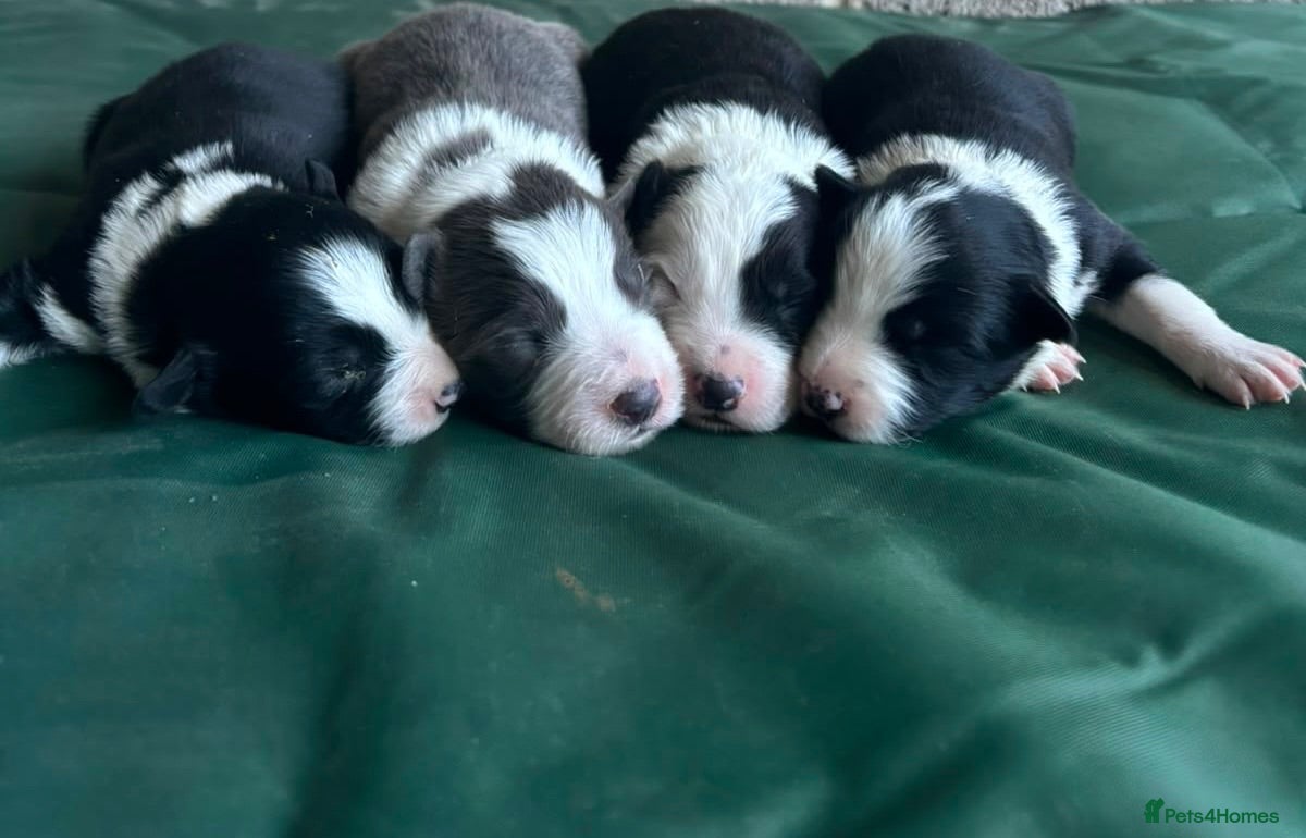 Border Collie dogs Stunning blue & white / black & white pups - Advert 1