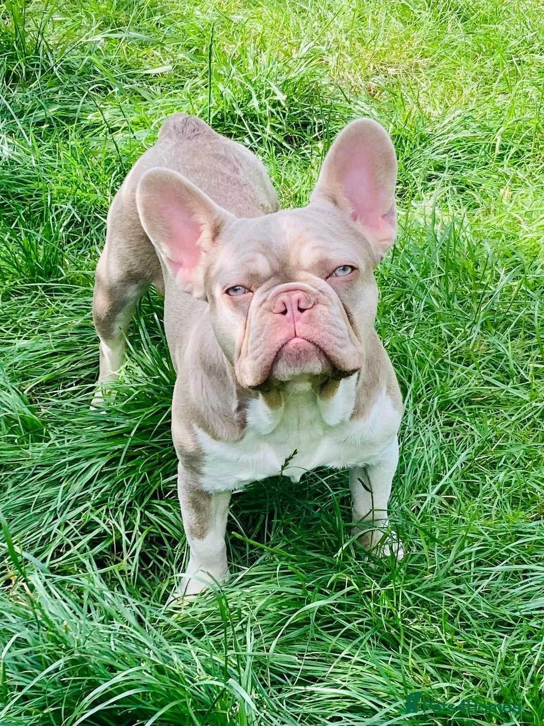 French Bulldog dogs for stud: ⭐️KCREG 4 PANEL CLEAR NEW SHADE ISABELLA PIED STUD in Gunnislake - Advert 5