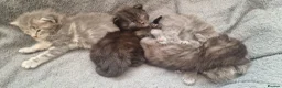 Mixed Breed cats for sale: Marble Bengal x Maine Coon kittens in New Milton - Advert 22