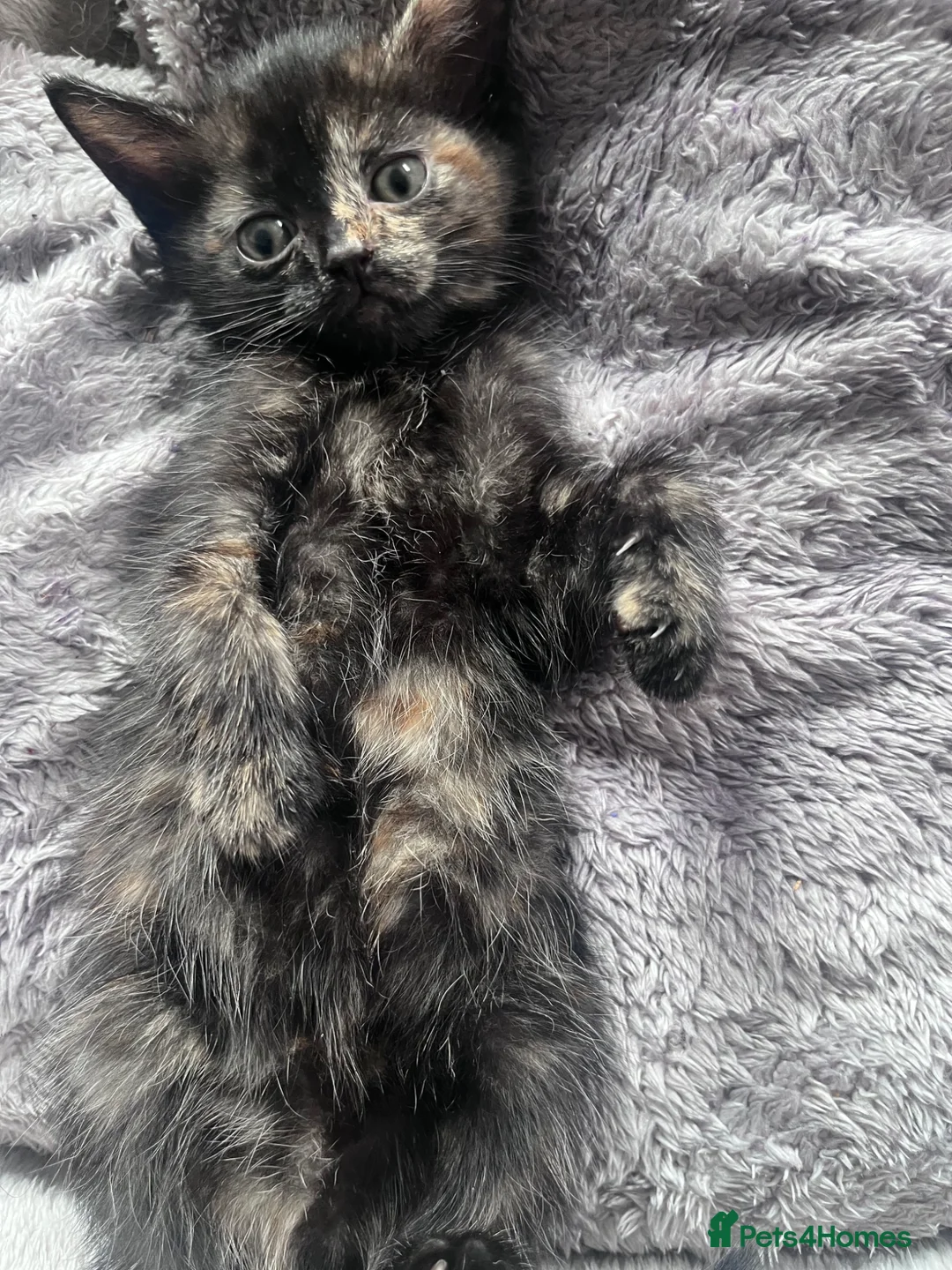 Mixed Breed cats for sale: 🐾Stunning Female & Male Kitten Available 🐾 - Advert 2