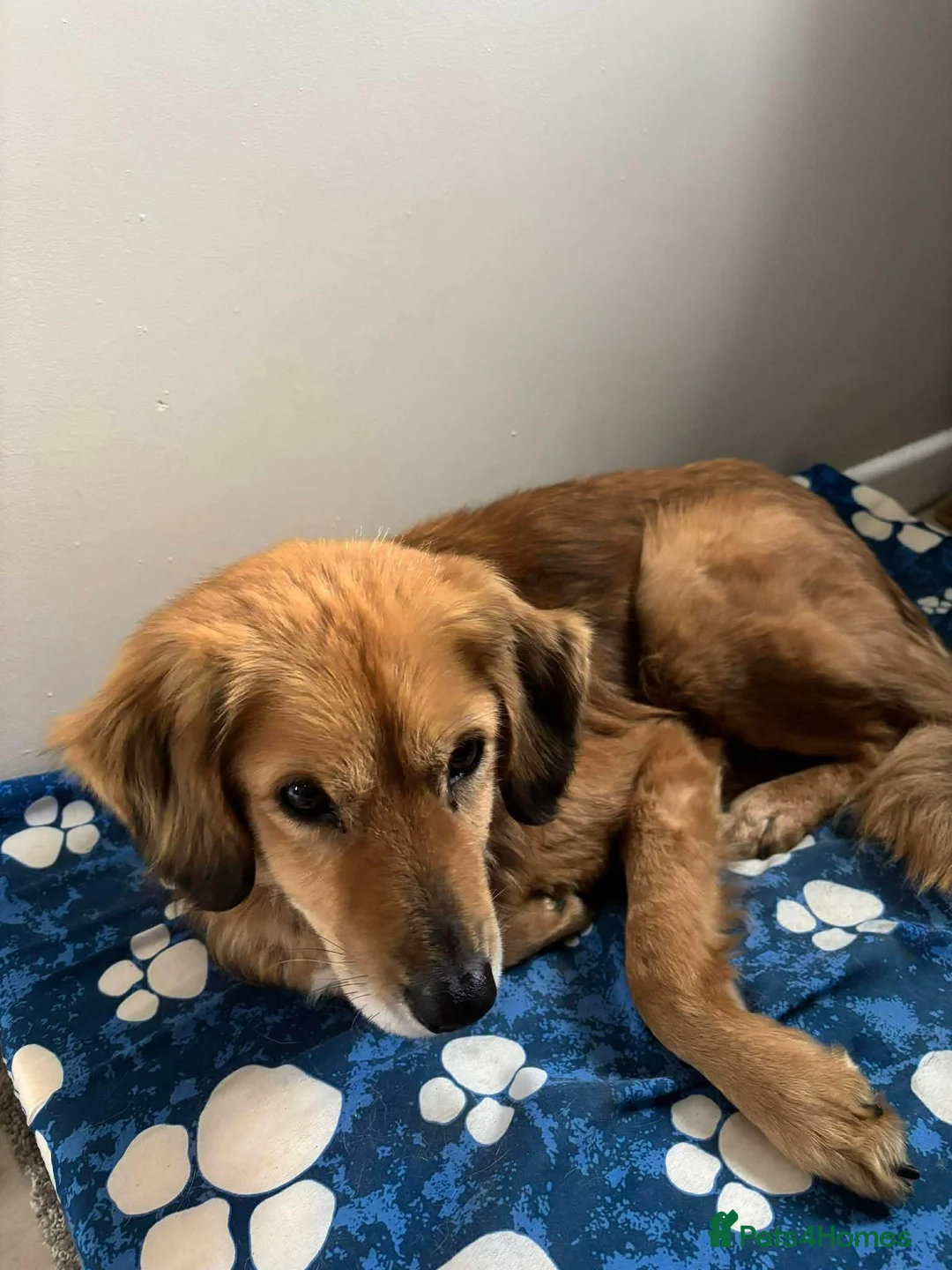 Mixed Breed dogs for adoption: Meet Twiggy,currently residing in Yorkshire  - Advert 7