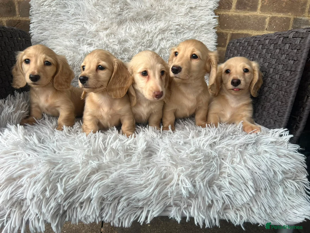 Miniature Dachshund dogs for sale: Longhaired miniature dachshund  - Advert 2
