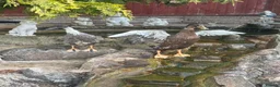 Mixed Breed birds for sale: Indian runner ducks in Leicester - Advert 3