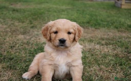 Golden Retriever dogs for sale: Golden retriever puppy’s  - Image 3