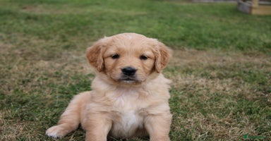 Golden Retriever dogs - Advert 9