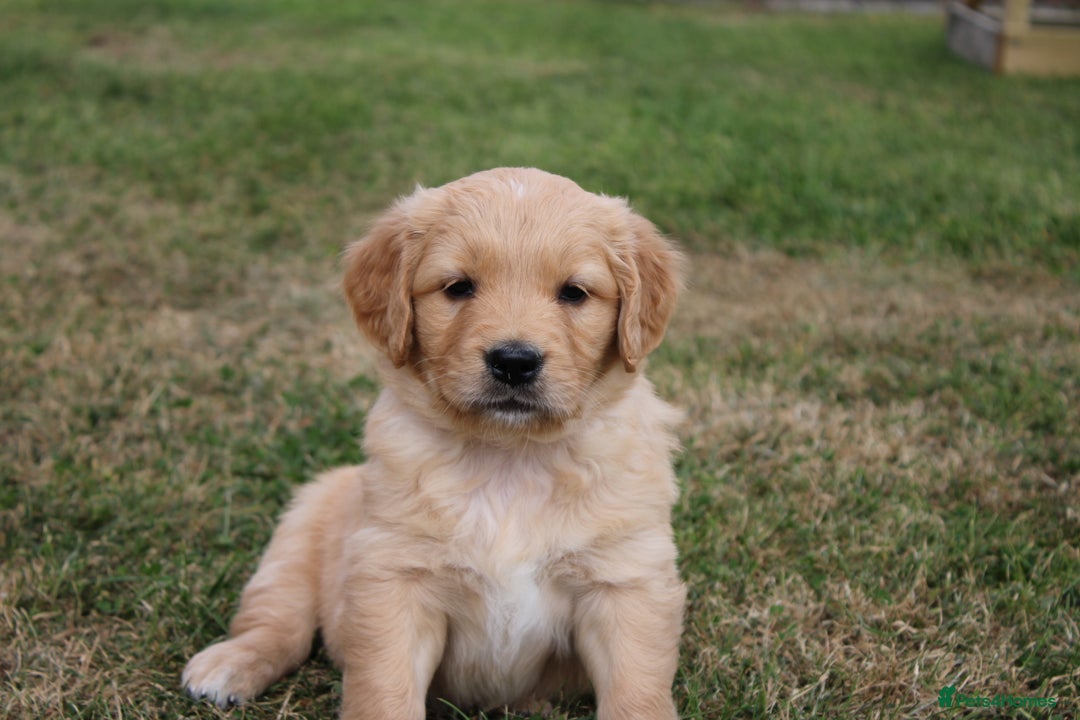 Golden Retriever dogs for sale: Golden retriever puppy’s  - Image 3