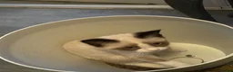 Snowshoe cats for sale: One year old female Siamese snowshoe  - Advert 16
