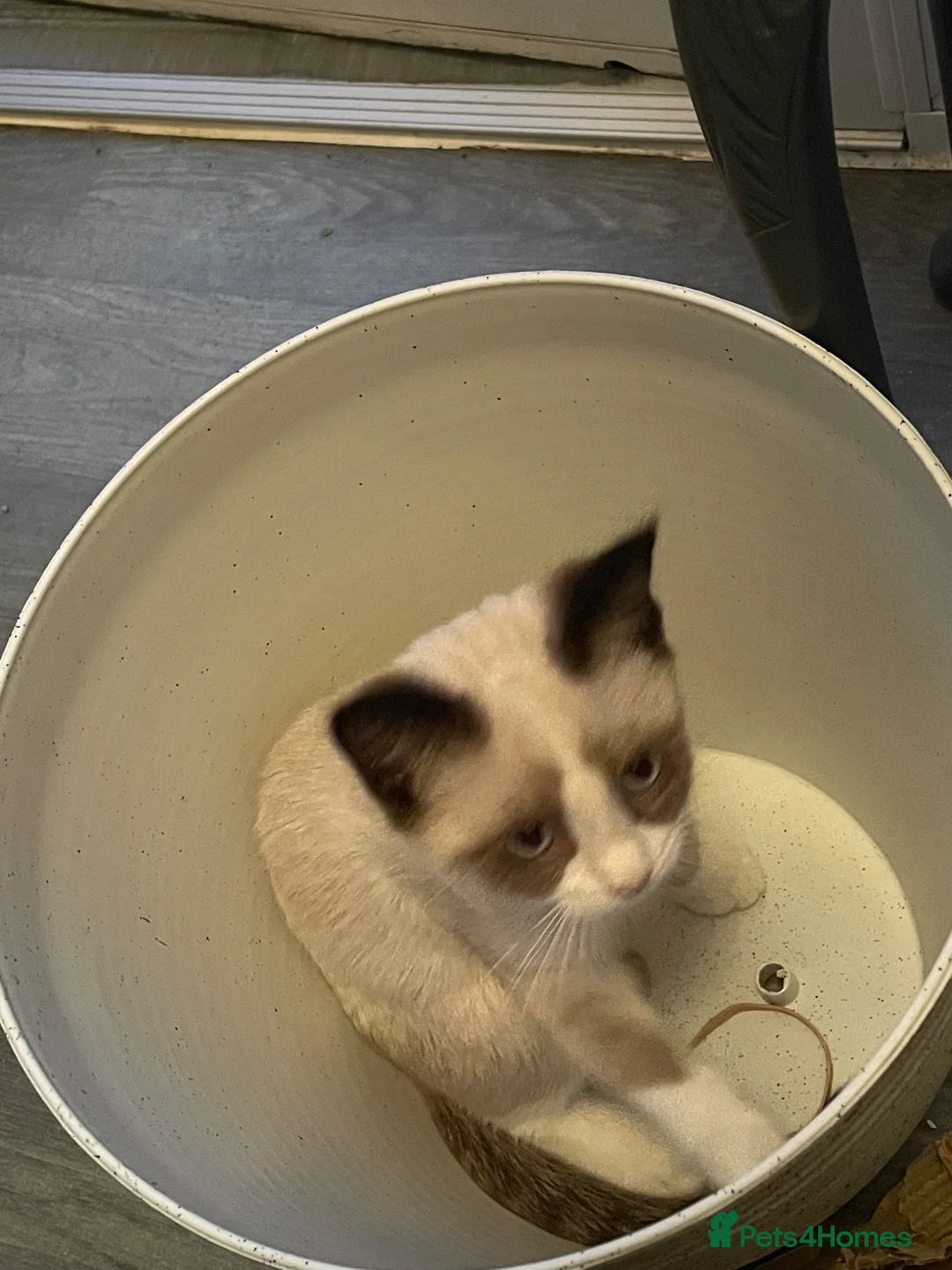 Snowshoe cats for sale: One year old female Siamese snowshoe  - Advert 16
