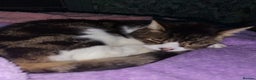 Mixed Breed cats for sale: Beautiful cats  - Advert 3