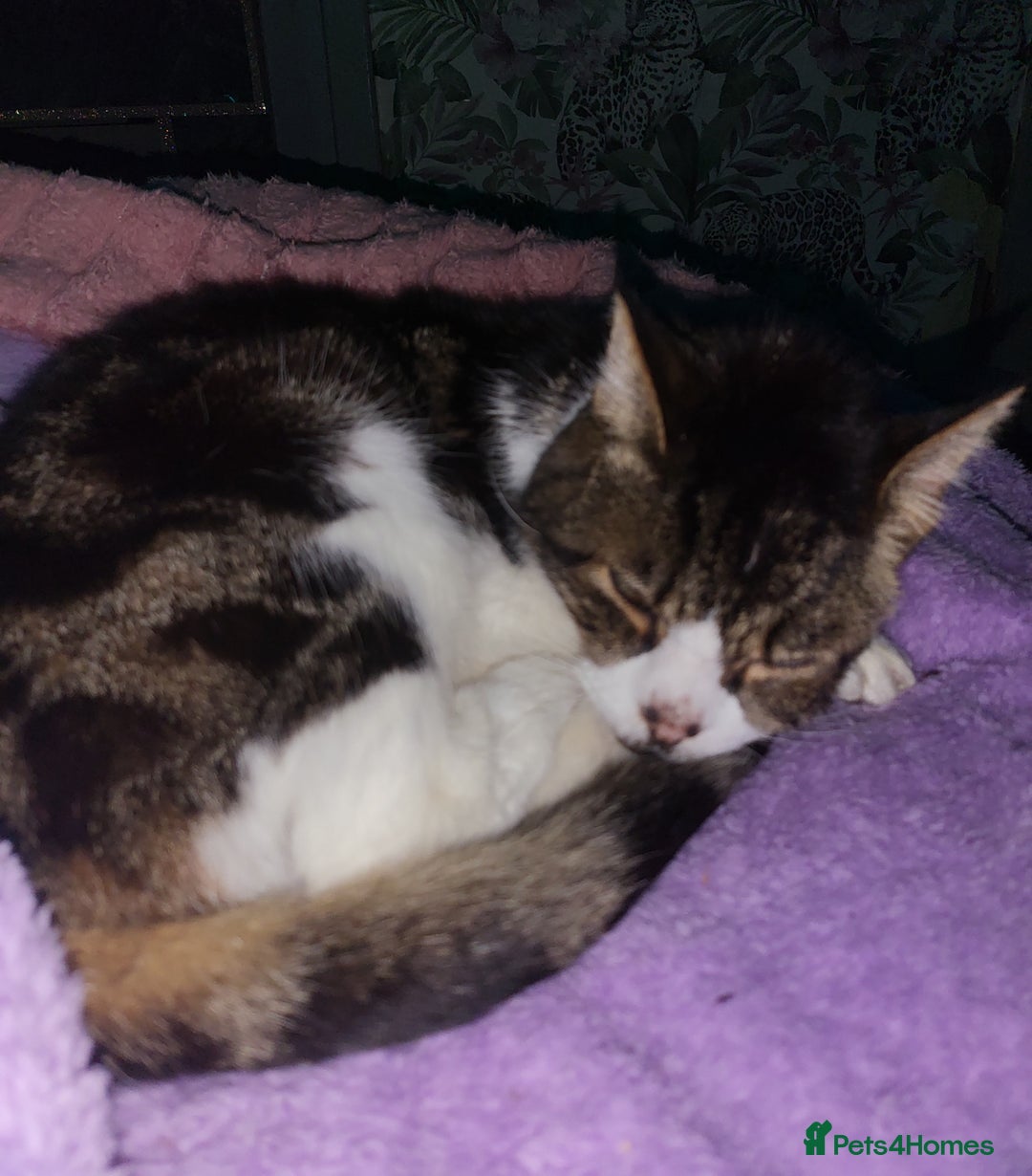 Mixed Breed cats for sale: Beautiful cats  - Advert 3