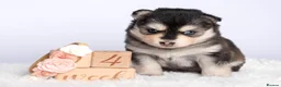 Pomsky dogs for sale: F4 Pomsky females from health tested parents - Advert 20
