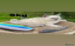 Ragdoll cats for sale: Pure breed ragdolls . Ready to leave SOON  - Image 3