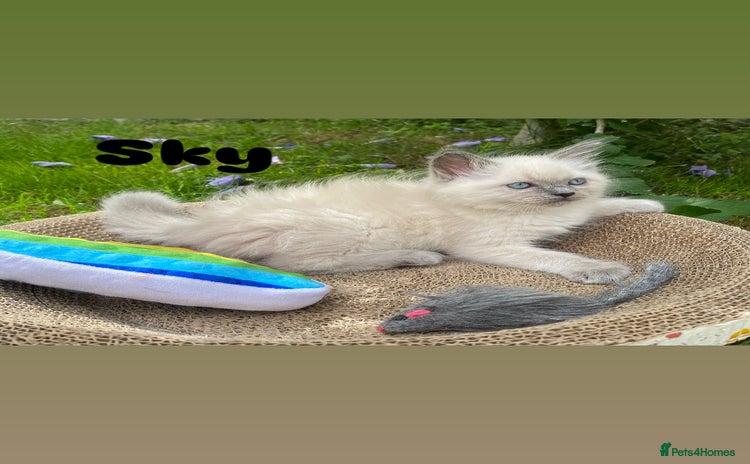Ragdoll cats - Advert 16