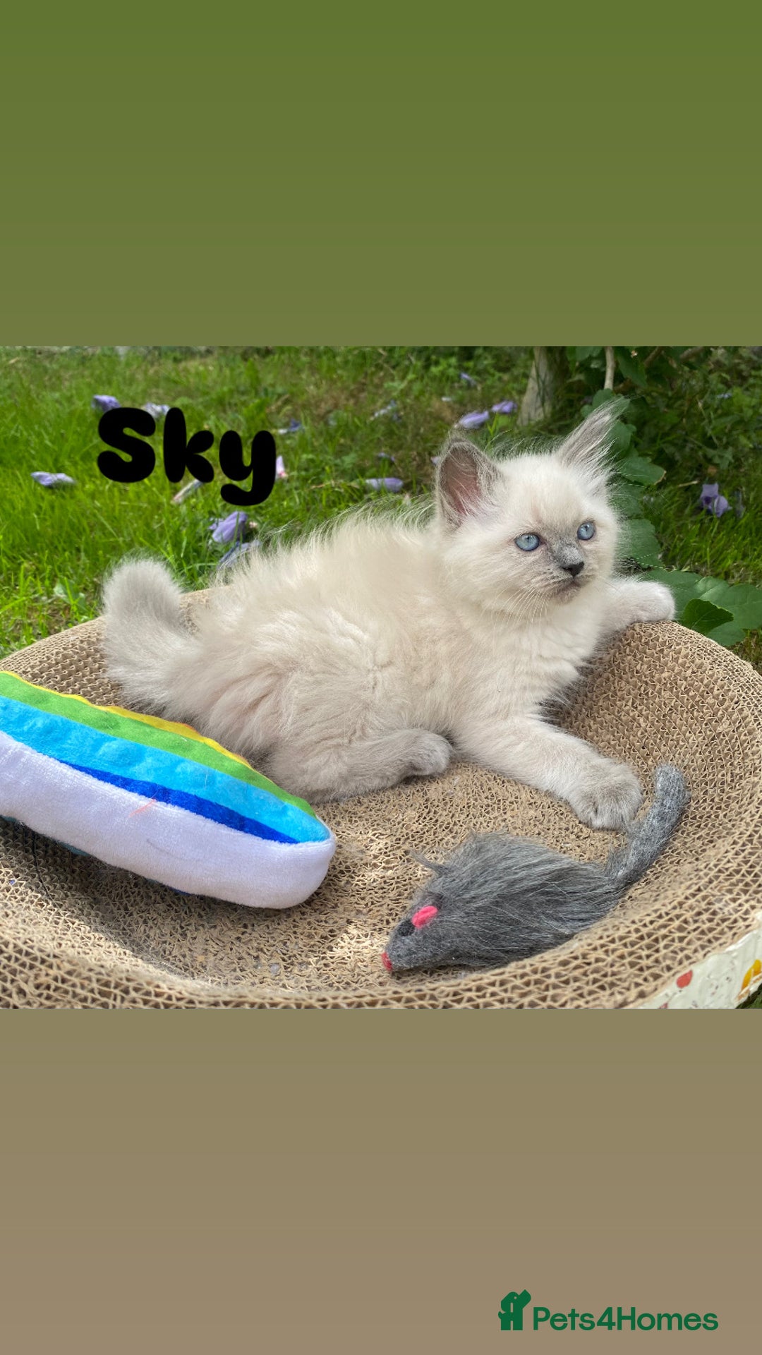 Ragdoll cats for sale: Pure breed ragdolls . Ready to leave SOON  - Image 3