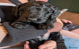 Goldendoodle dogs for sale: Golden doodle puppies for sale  - Image 8