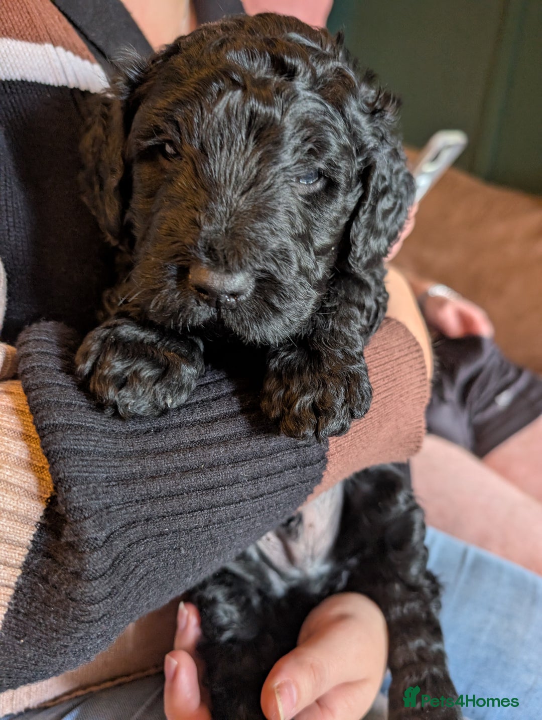 Goldendoodle dogs for sale: Golden doodle puppies for sale  - Image 8