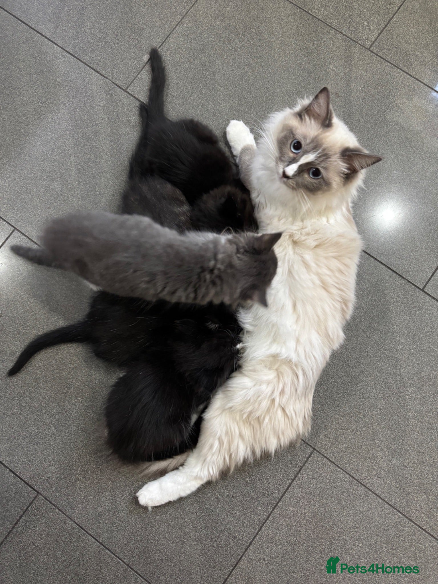 Ragdoll cats Ragdoll cross kittens  - Advert 6