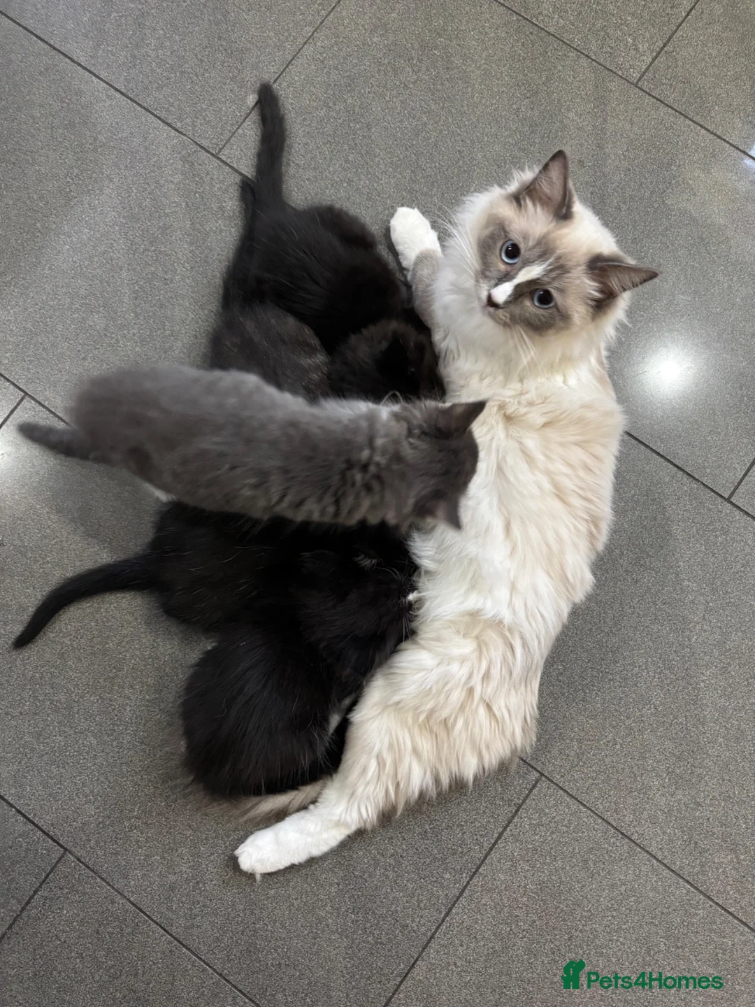 Ragdoll cats for sale: Ragdoll cross kittens  in Calne - Advert 1