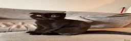 Scottish Fold cats for sale: Stunning Scottish fold kittens   - Advert 5