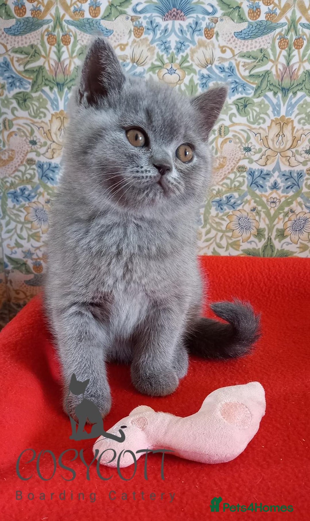 British Shorthair cats for sale: 100% Pedigree British Shorthair Kittens - Image 8