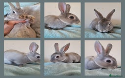 Rex rabbits for sale: Mini Rex babies ready now - Image 1