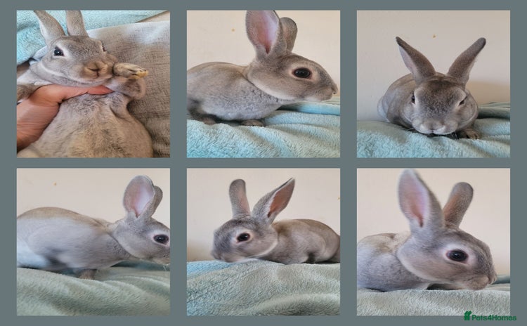 Rex rabbits - Advert 1