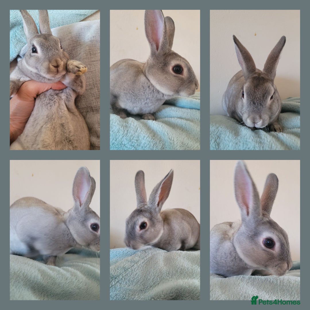 Rex rabbits for sale: Mini Rex babies ready now - Image 1