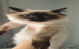 Ragdoll cats for sale: GCCF Active or Pet Ragdoll Boy - Image 5