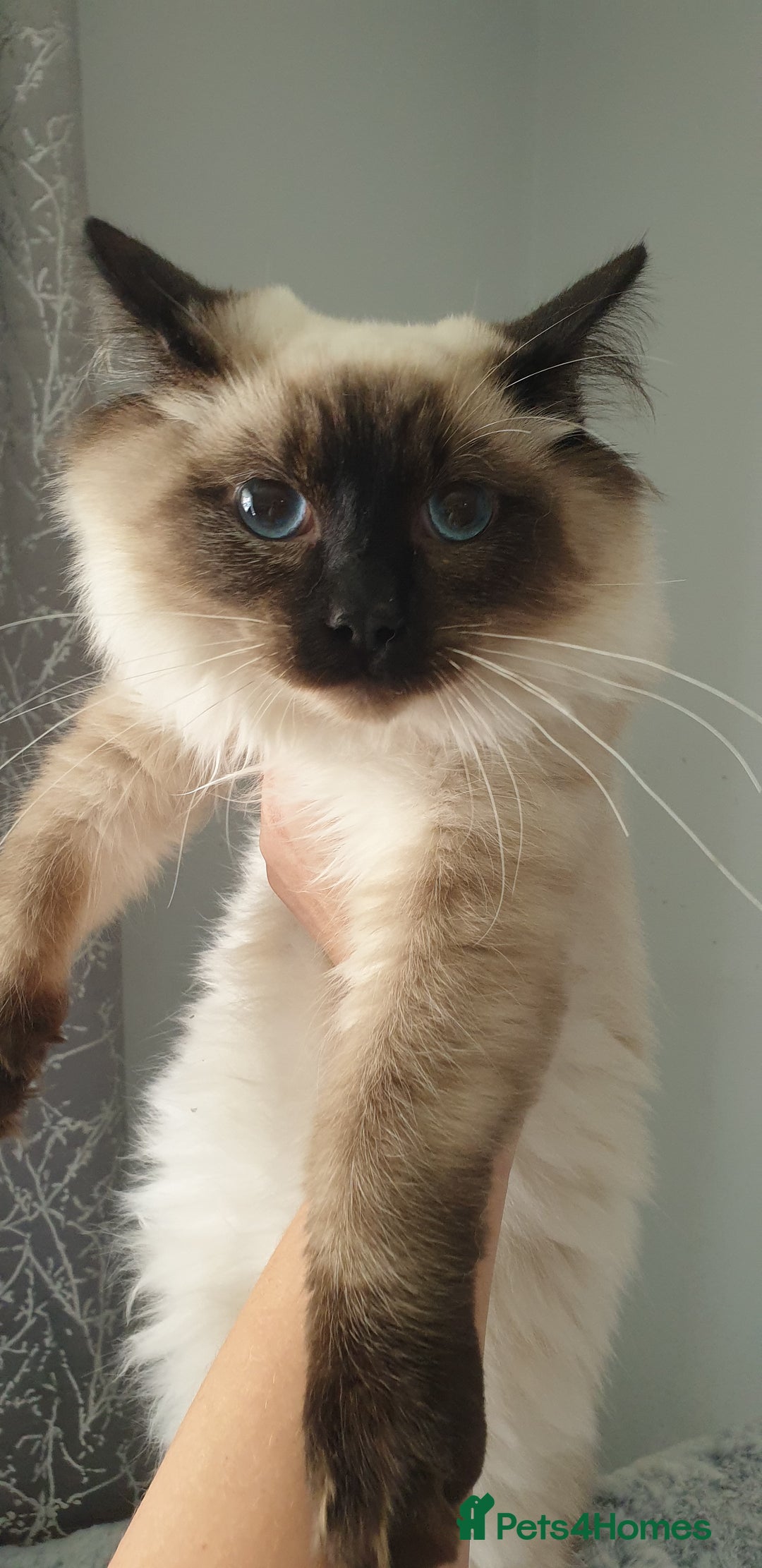 Ragdoll cats for sale: GCCF Active or Pet Ragdoll Boy - Image 5