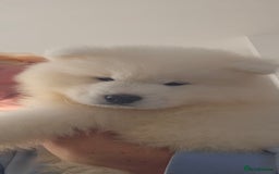 Samoyed dogs for sale: Last Boy samoyed  - Image 6