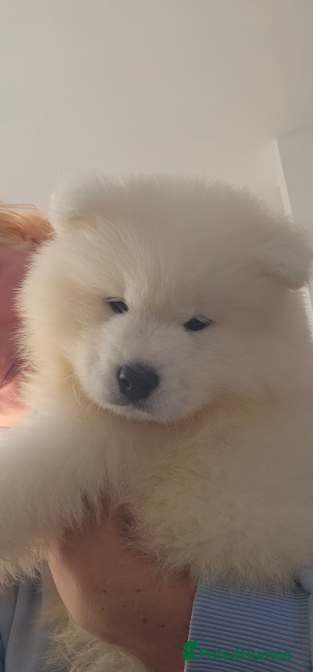Samoyed dogs for sale: Last Boy samoyed  - Image 6
