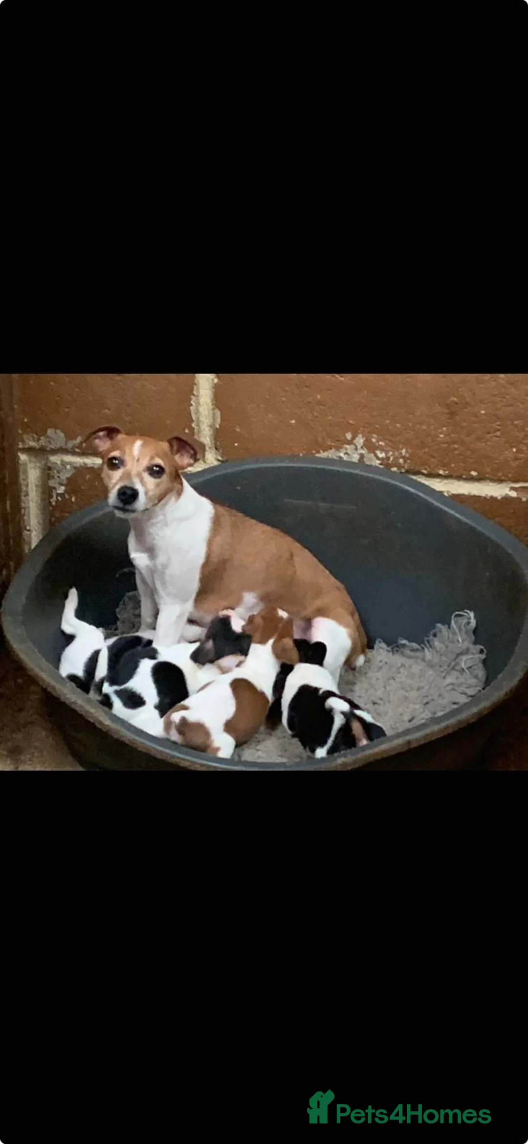 Jack Russell dogs for sale: Absolutely beautiful Jack Russel puppies  - Advert 1
