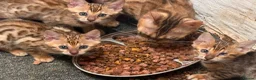 Bengal cats for sale: Gorgeous full pedigree reg bengal female kittens  - Advert 15